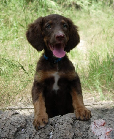 Koko con cuatro meses y en su segunda jornada de campo del día.